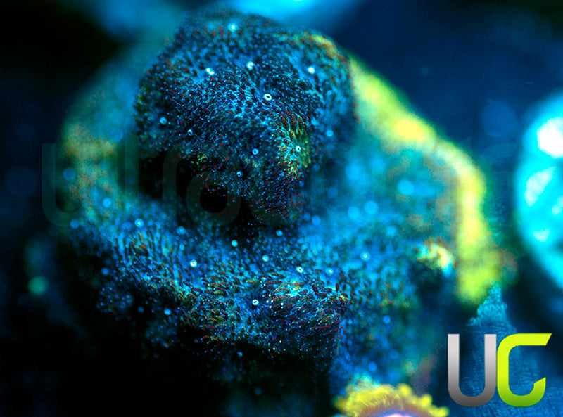 UC Toxic Constellation Psammocora