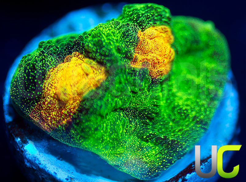 JF Raja Rampage Chalice