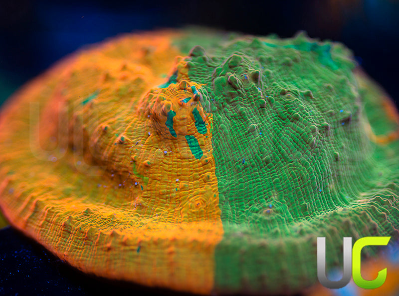 UC Haphazard Chalice