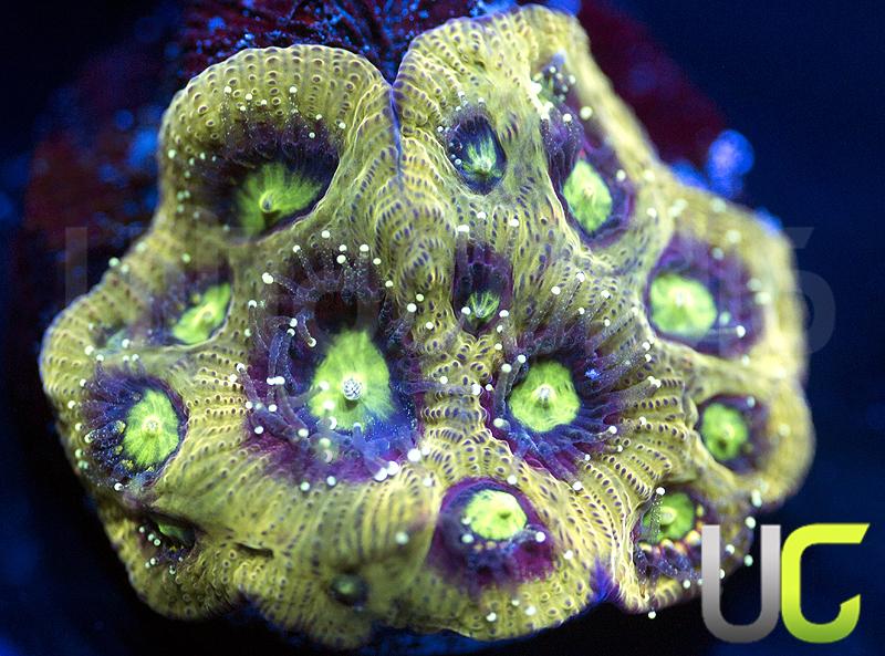 UC French Kiss Favites