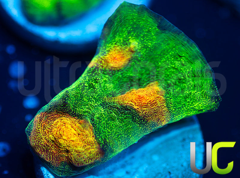 JF Raja Rampage Chalice