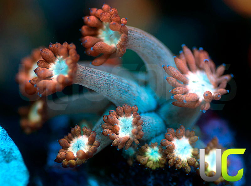 UC Cosmic Candy Goni