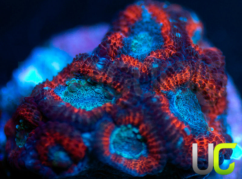 UC Superhero Micro Amakusensis