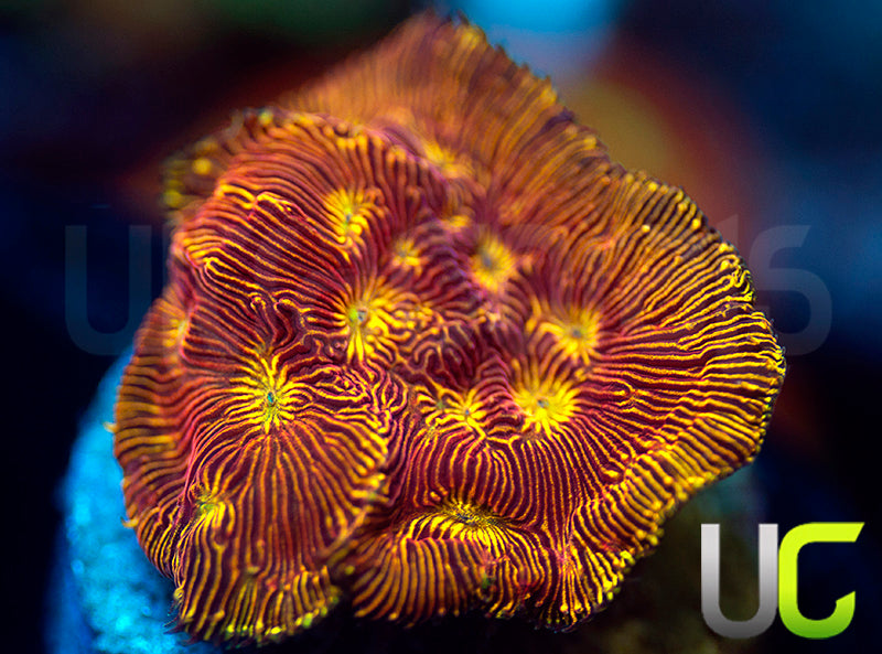 UC Sun Goddess Lepto