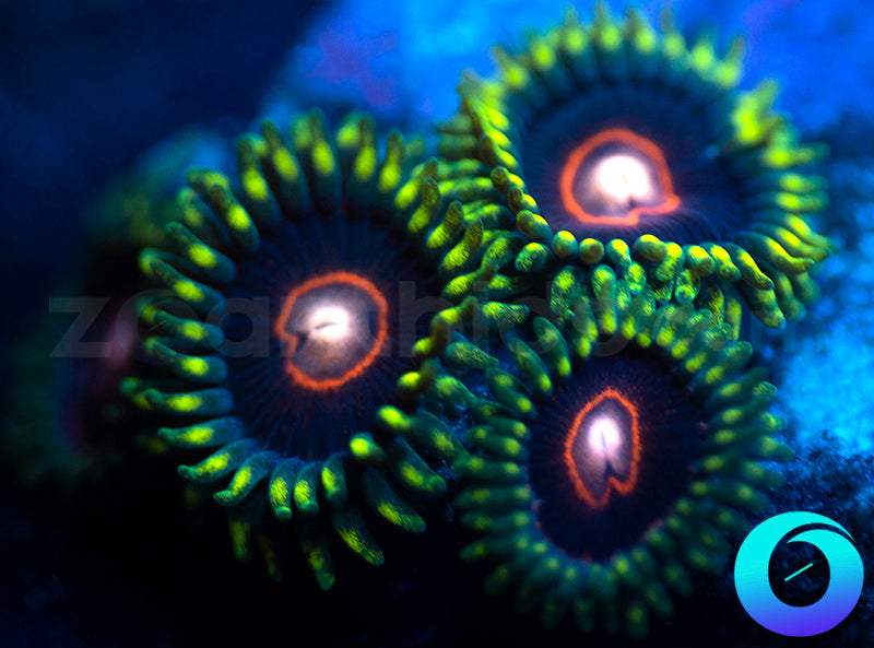 CB King Jawbreaker Hornets