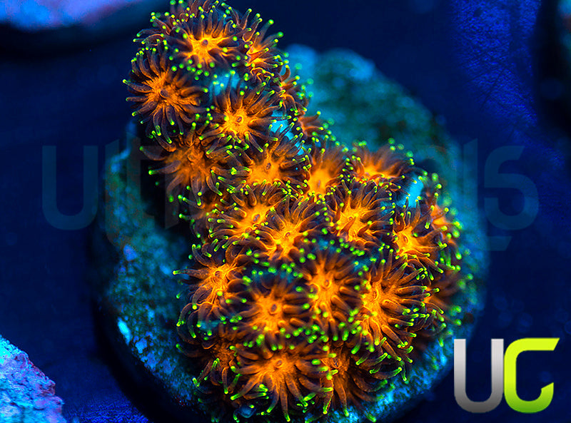 UC Lightning Tip Leptastrea