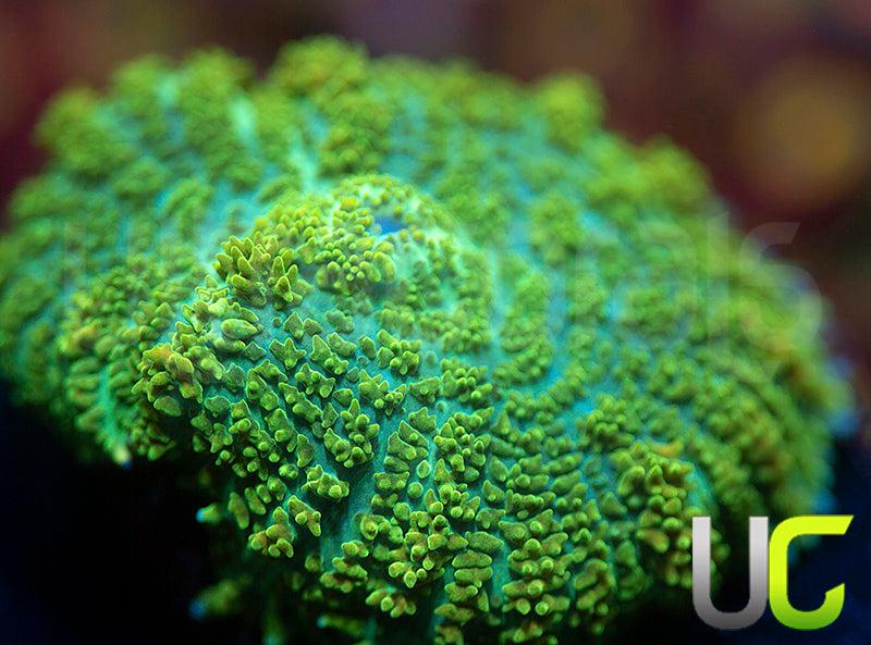 UC Marigold Mushroom