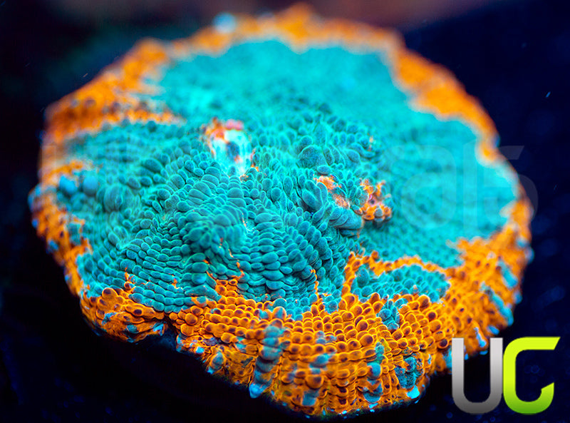 UC Blue Legion Chalice