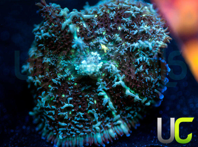 UC Phantom Bounce Mushroom