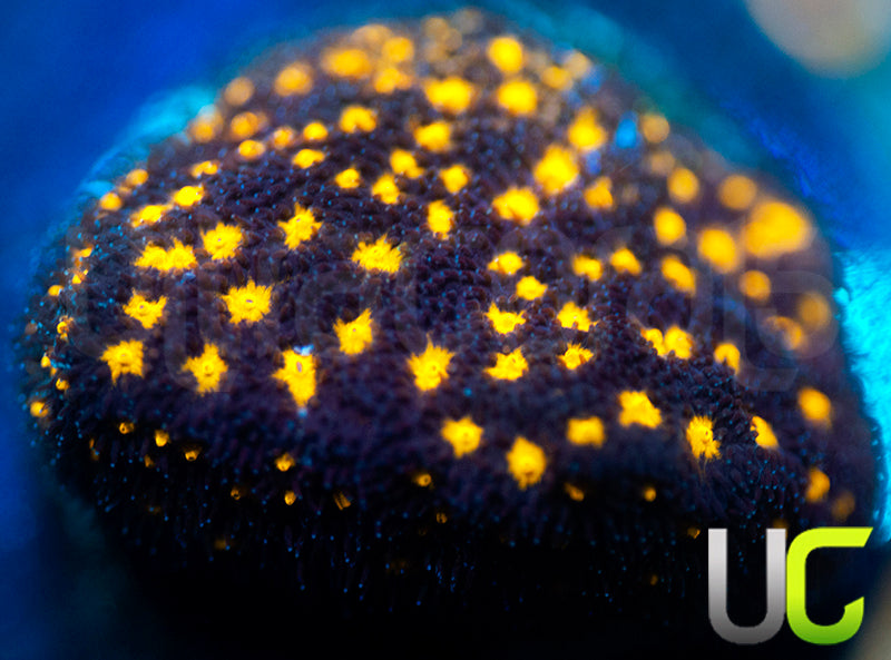 JF Outer Space Psammocora