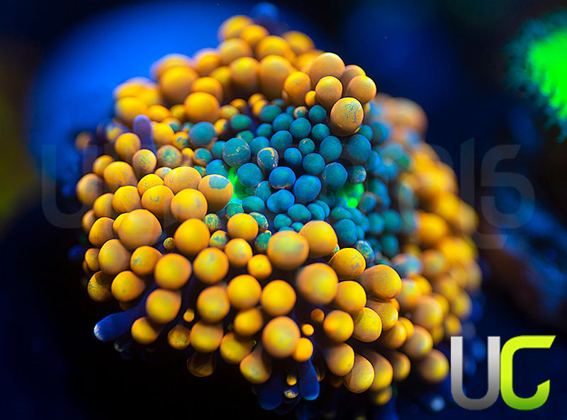 UC Orange Peel Ricordea FL