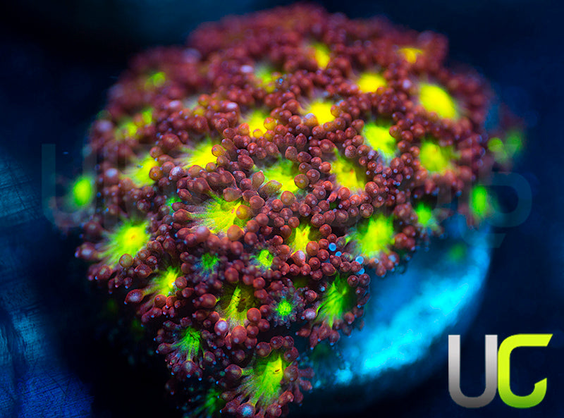 UC Party Crashers Micro Goni