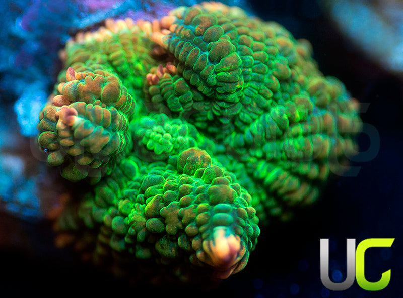 UC Pop Fizz Mushroom