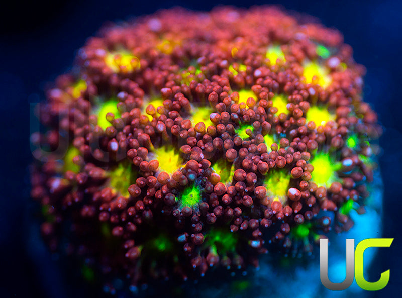 UC Party Crashers Micro Goni