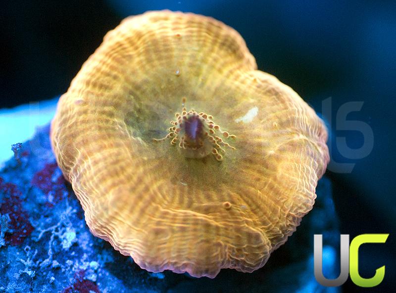 UC Smooth Skin Flame Mushroom