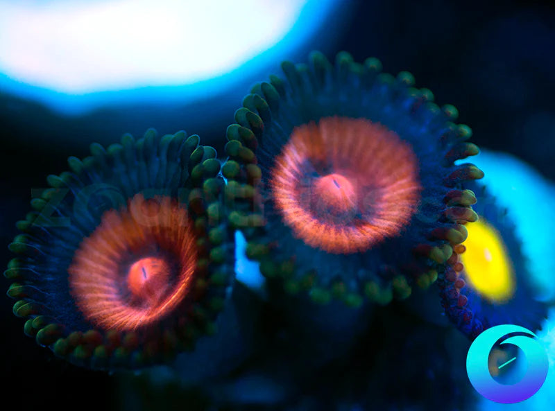 Supergirl & AOI Combo