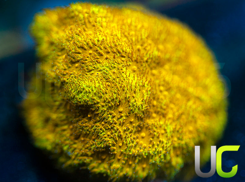 Watermelon Psammocora