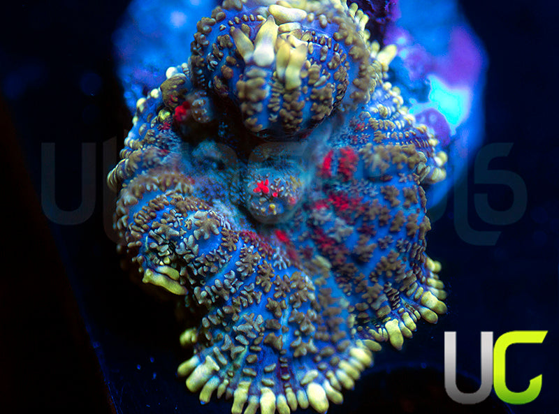 UC High Roller Mushroom