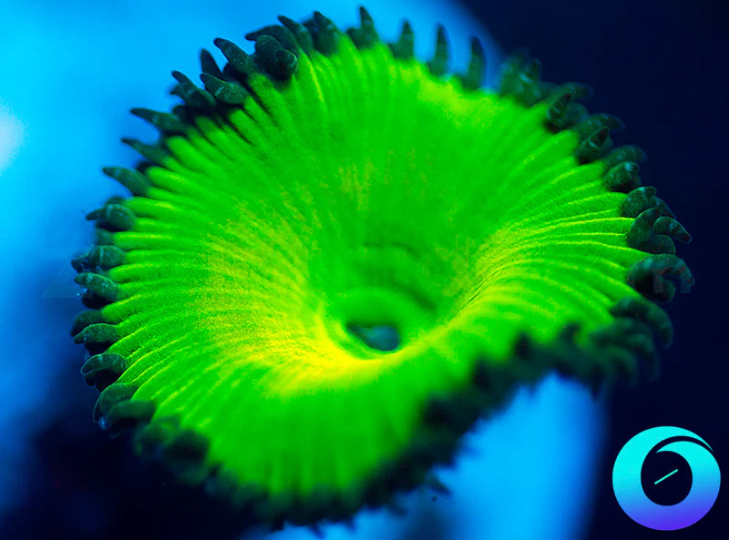 Lemon Lime Protopaly