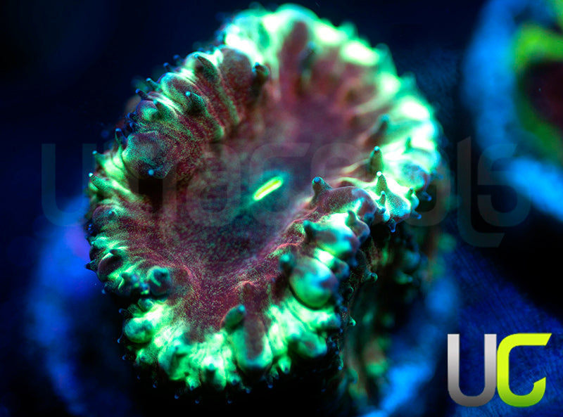 UC Apocalypse Blasto