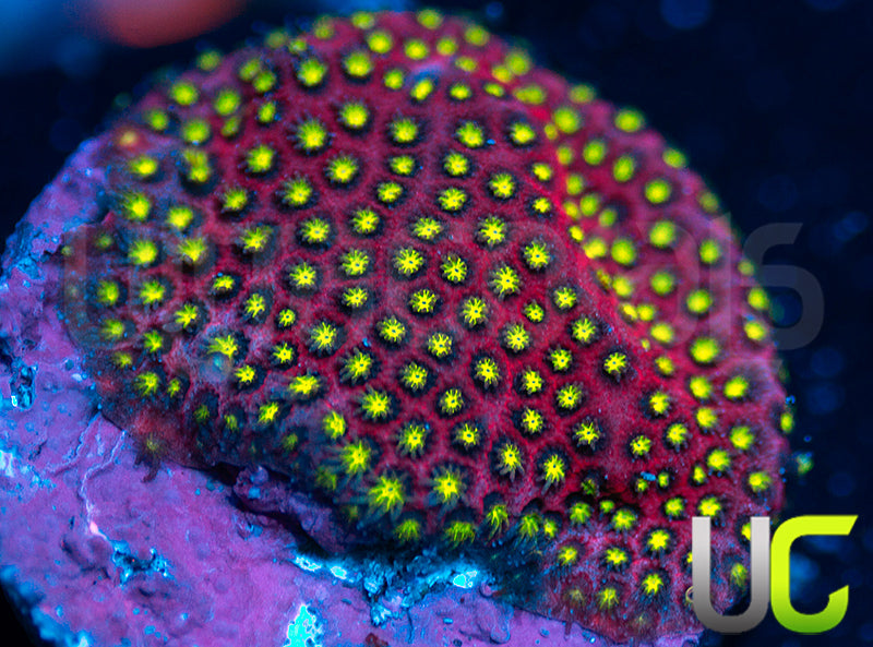 UC Raspberry Pie Stylo