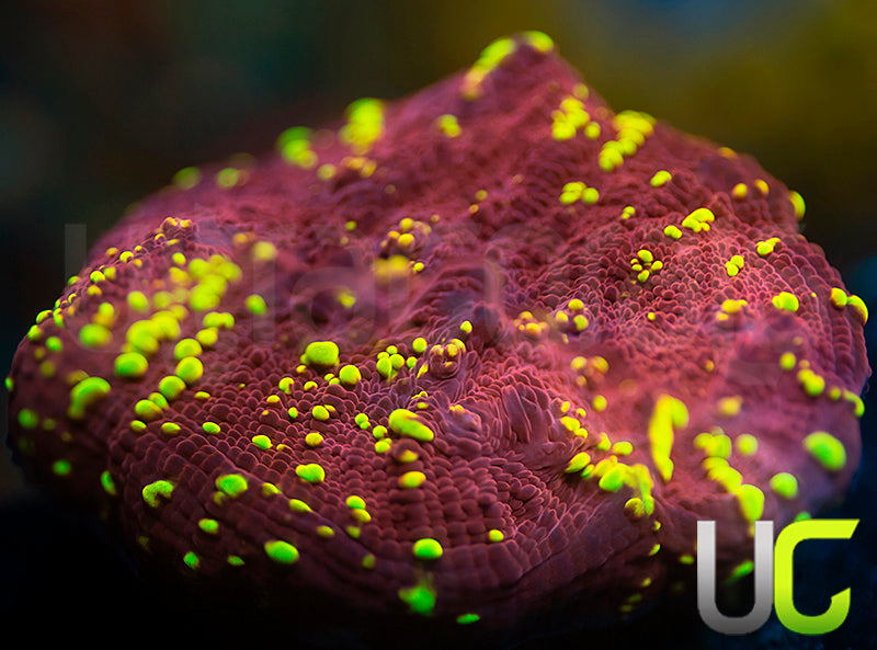 JF Gold Meister Chalice