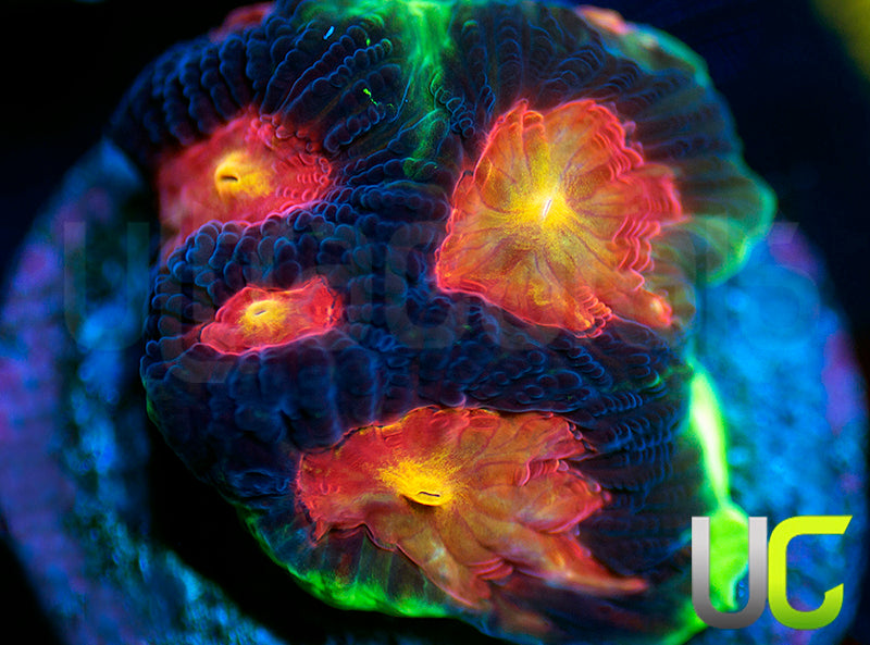 UC Ring Leader Favites