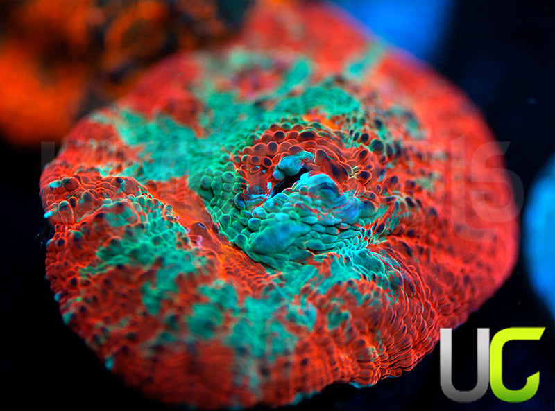 UC Dungeon Boss Chalice