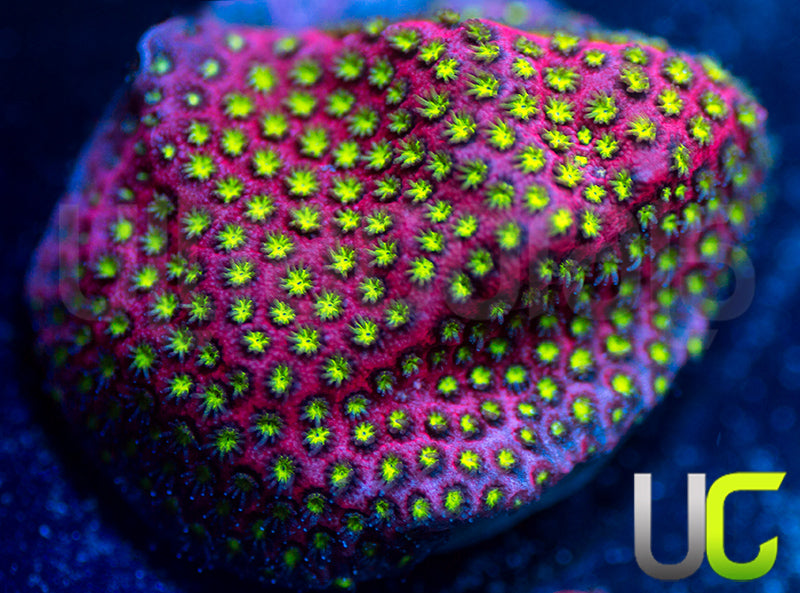 UC Raspberry Pie Stylo