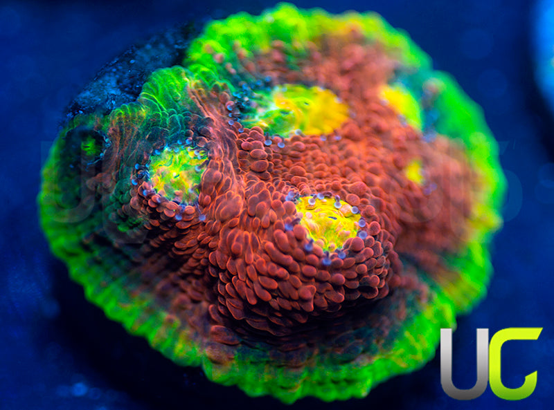 Ultra Watermelon Chalice