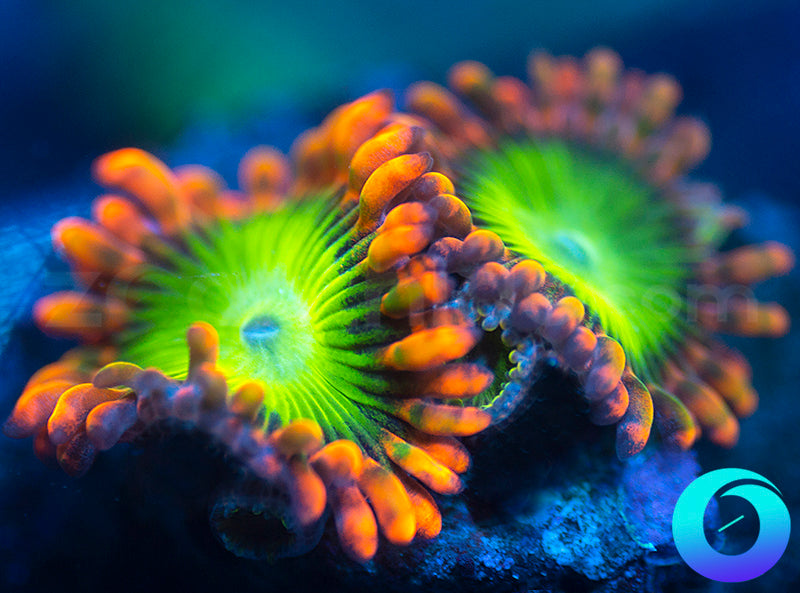 Electric Oompa Loompa