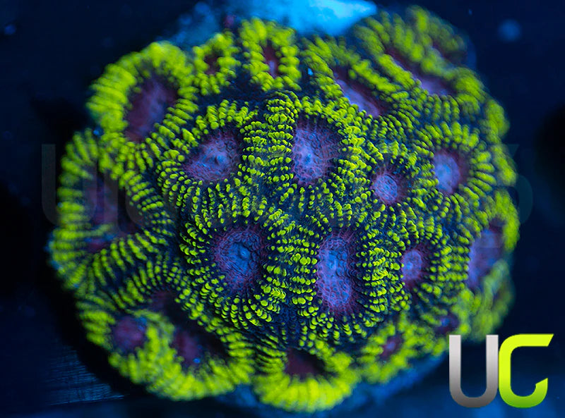 Raptros Rainbow Favia