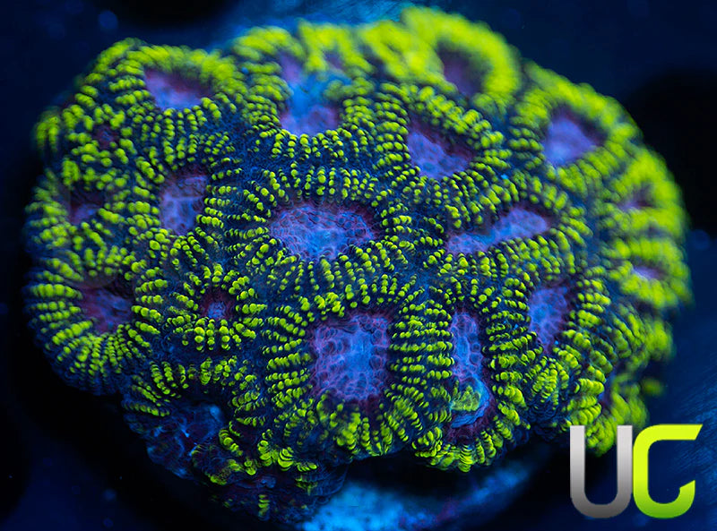 Raptros Rainbow Favia