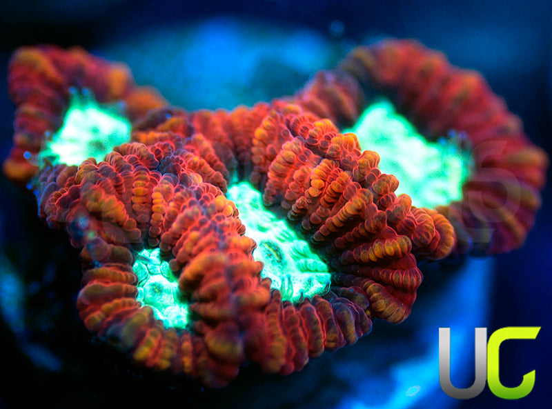 UC Mortal Kombat Dipsastrea