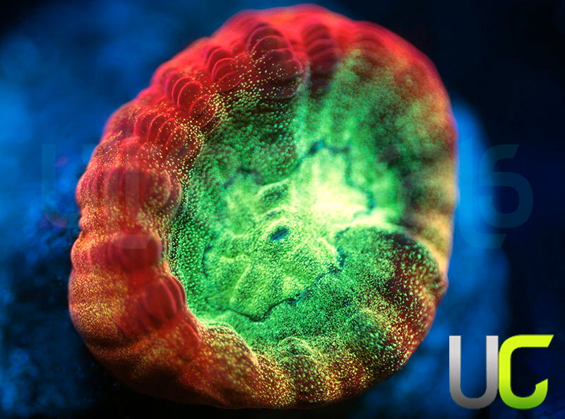 JF Psycho Rainbow Rim Favia