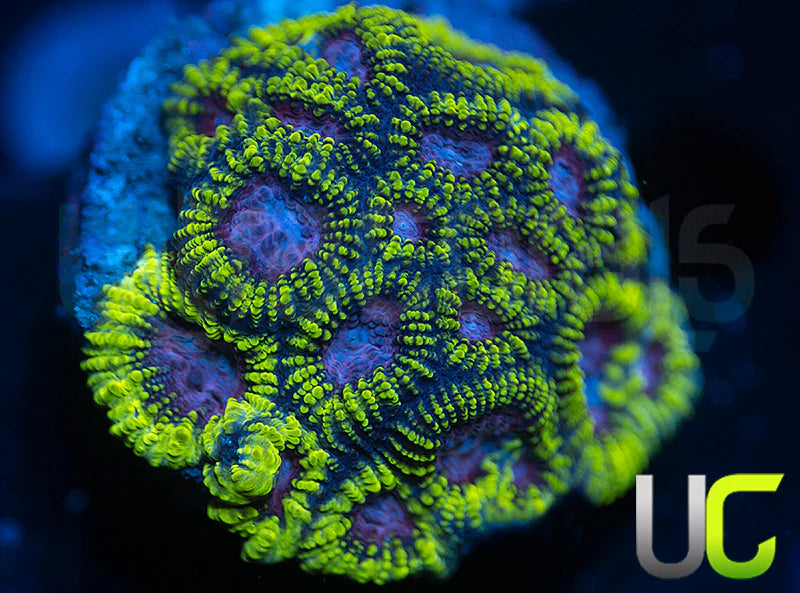 Raptros Rainbow Favia