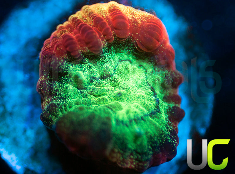 JF Psycho Rainbow Rim Favia