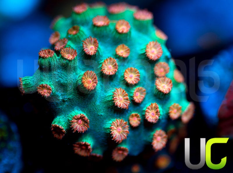 Meteor Shower Cyphastrea