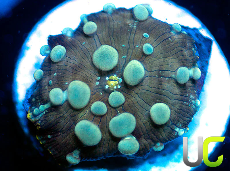 Poseidon Bounce Mushroom