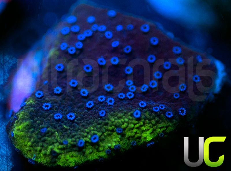 UC Blue Polka Dot Bikini Monti