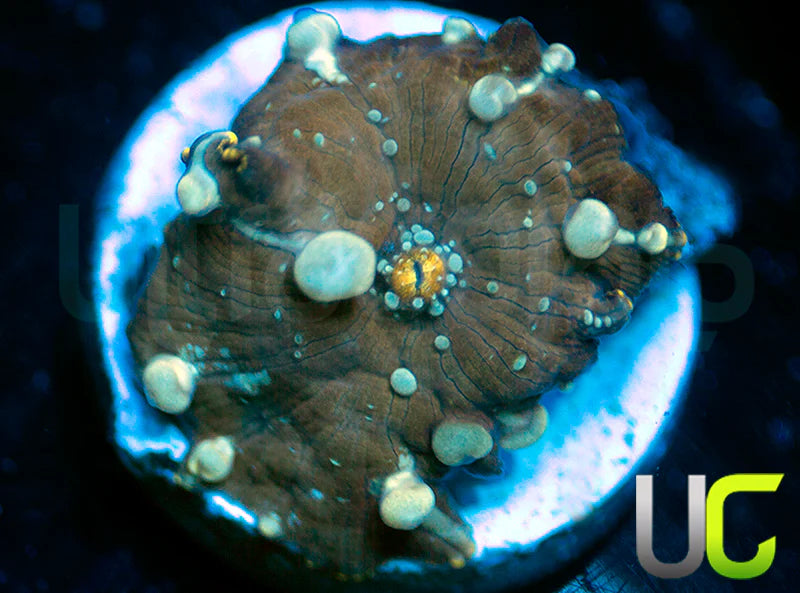 Poseidon Bounce Mushroom