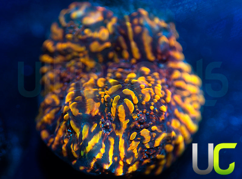 CC Cloudberries Chalice