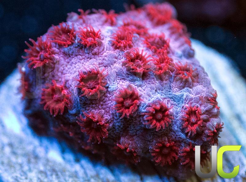 UC Cherry Bomb Cyphastrea