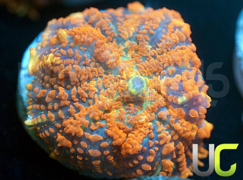 UC Monarch Mushroom