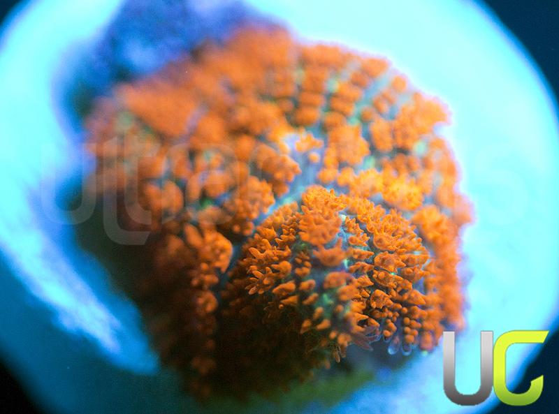 UC Wildfire Rhodactis