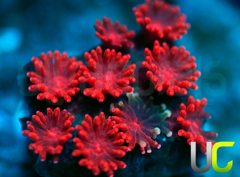 NEW RELEASE: UC Maroon Goon Micro Goni