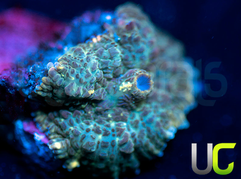 UC Purple Empress Mushroom