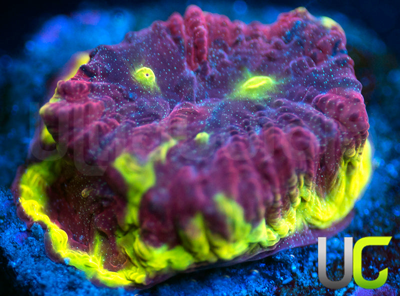 UC Sour Power Favites