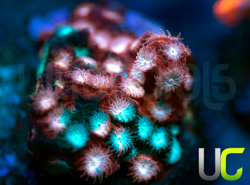 JF Fender Bender Cyphastrea