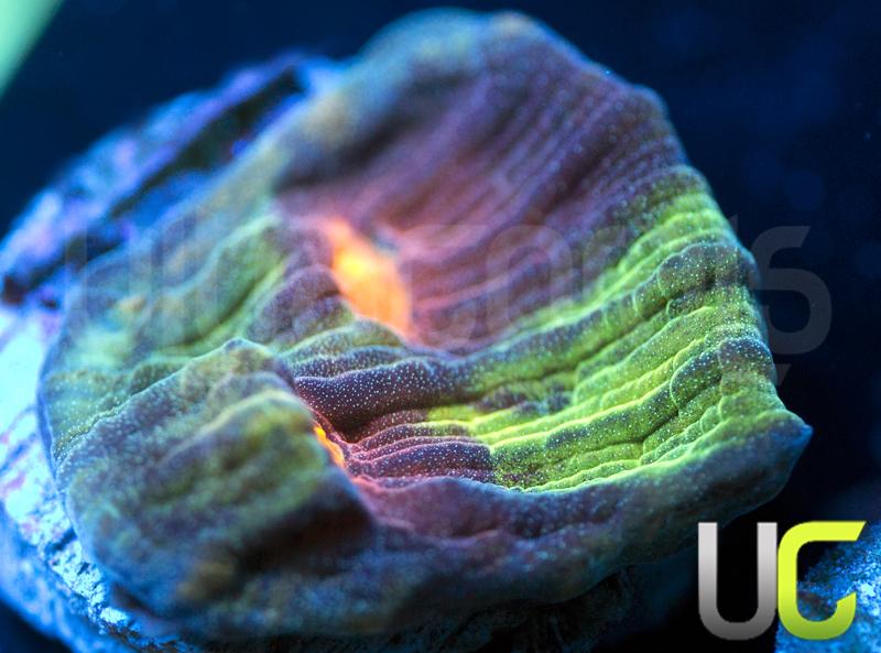 UC Jamberry Mycedium